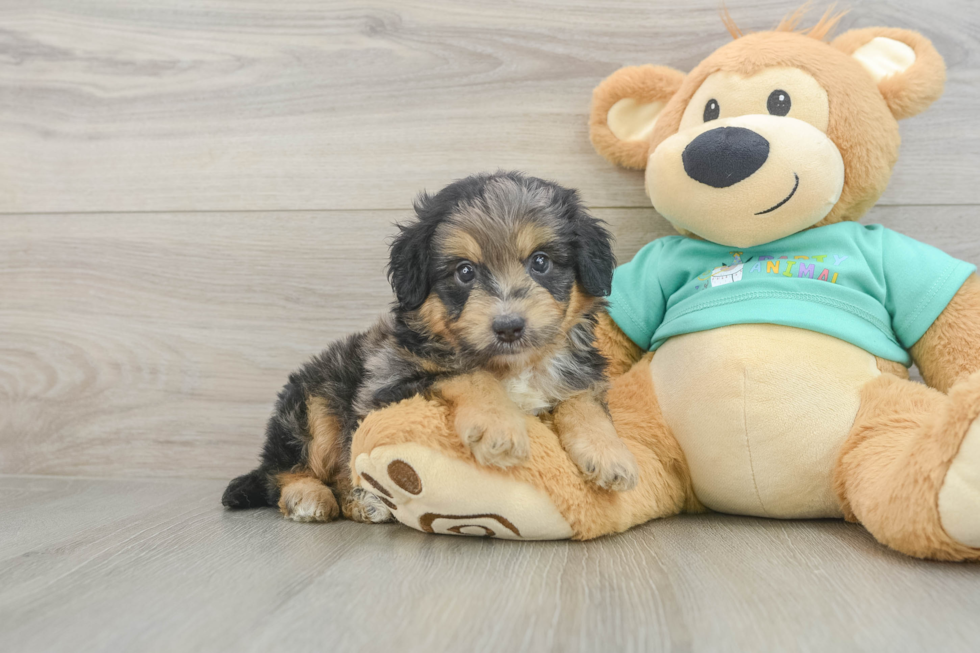 Mini Aussiedoodle Puppy for Adoption