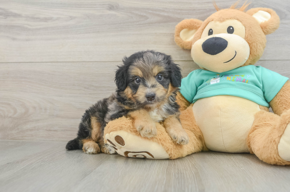 5 week old Mini Aussiedoodle Puppy For Sale - Pilesgrove Pups