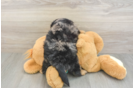 Small Mini Aussiedoodle Baby