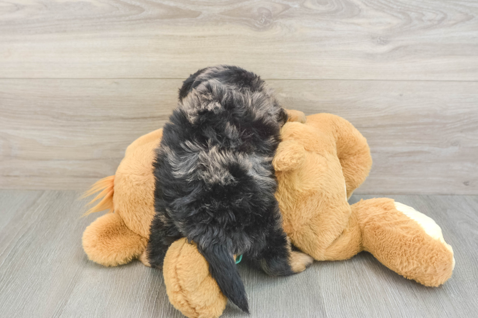 Small Mini Aussiedoodle Baby
