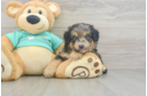 Happy Mini Aussiedoodle Baby