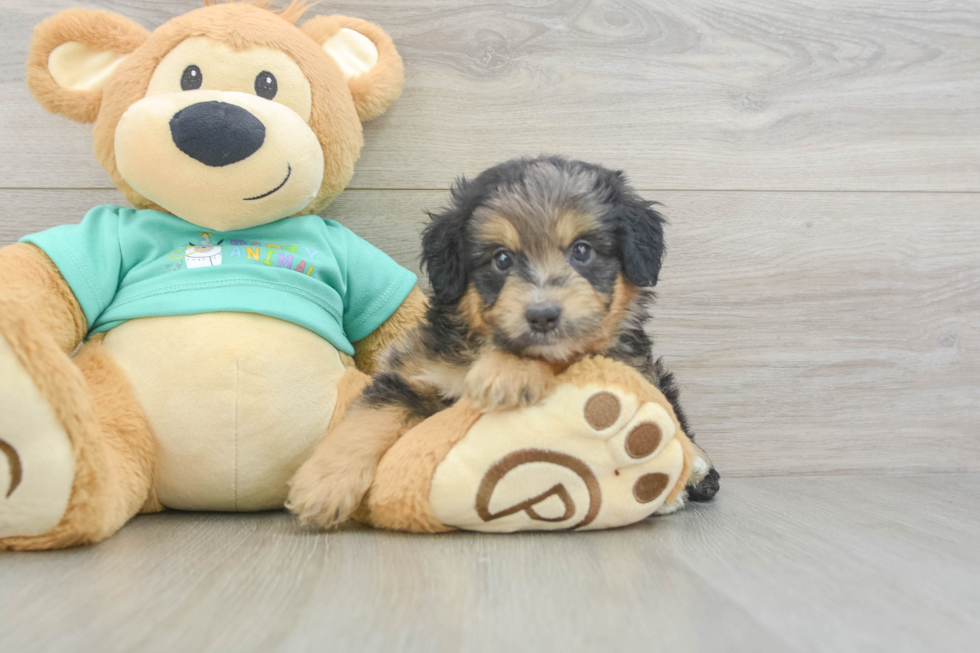 Happy Mini Aussiedoodle Baby