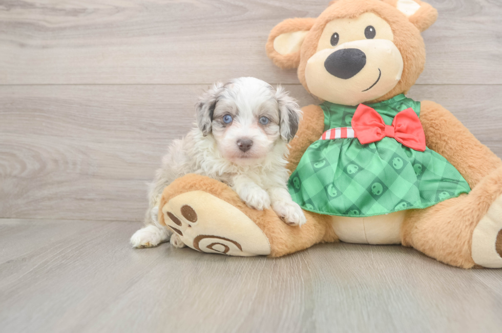 5 week old Mini Aussiedoodle Puppy For Sale - Pilesgrove Pups