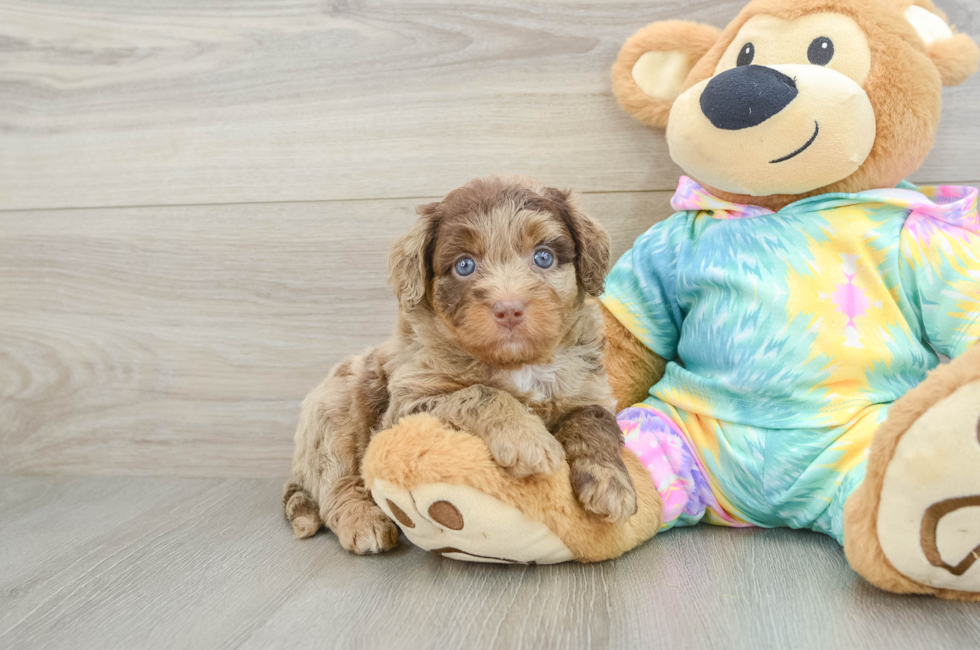 5 week old Mini Aussiedoodle Puppy For Sale - Pilesgrove Pups