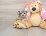 7 week old Mini Aussiedoodle Puppy For Sale - Pilesgrove Pups