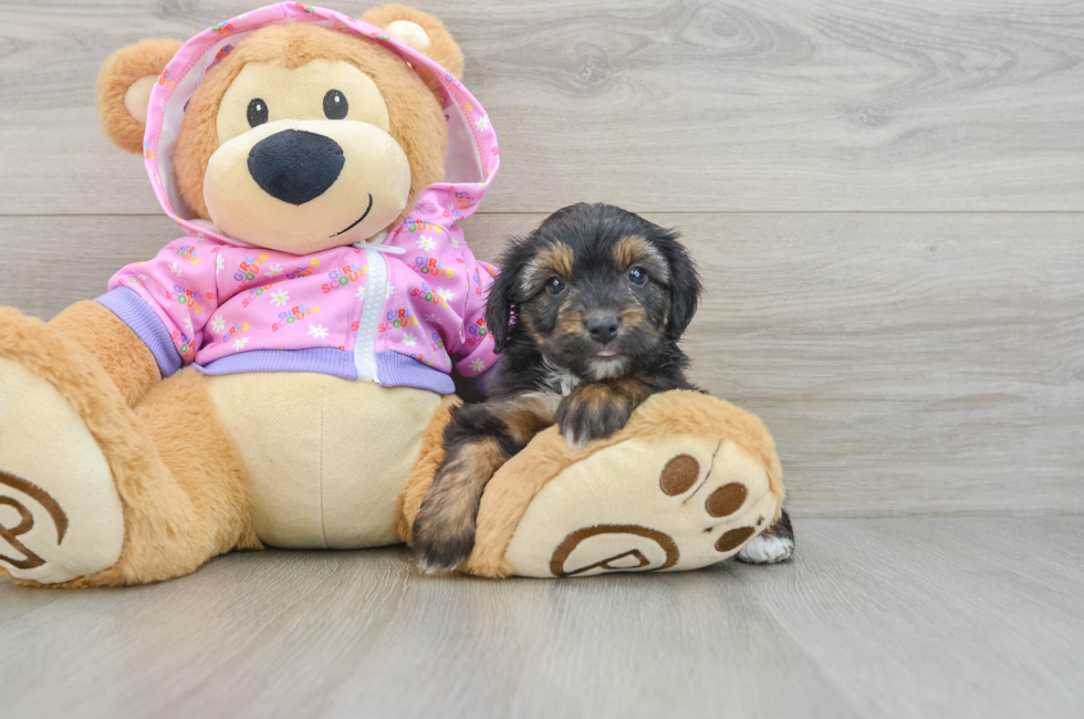 6 week old Mini Aussiedoodle Puppy For Sale - Pilesgrove Pups