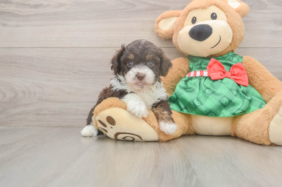 5 week old Mini Aussiedoodle Puppy For Sale - Pilesgrove Pups