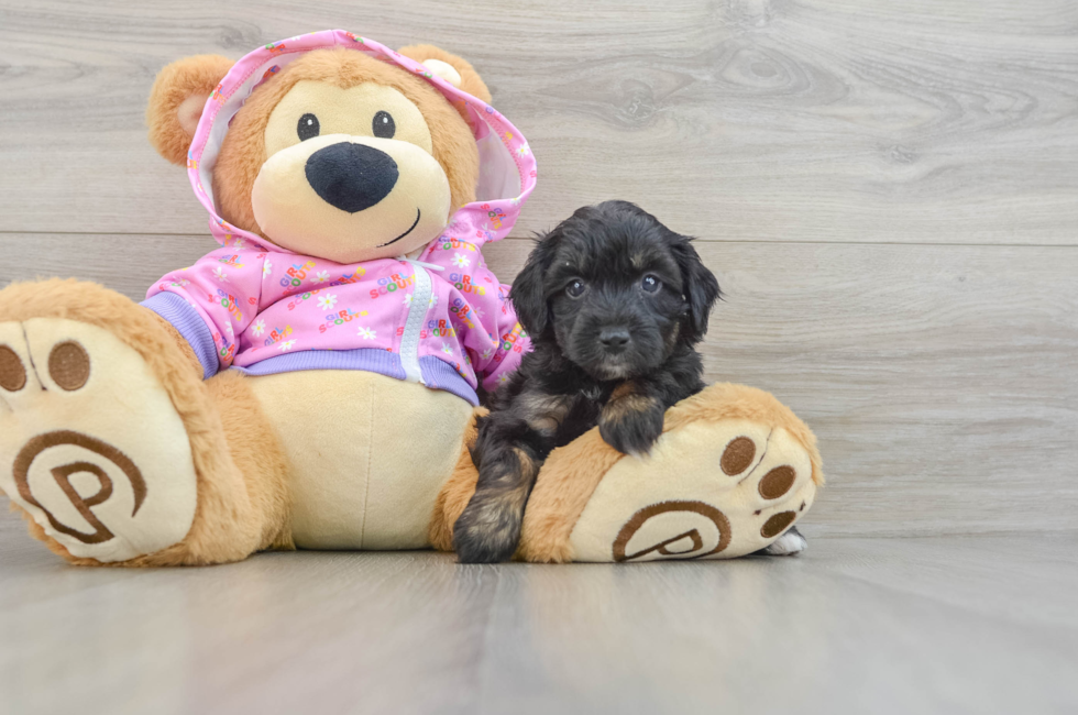 6 week old Mini Aussiedoodle Puppy For Sale - Pilesgrove Pups