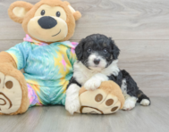 7 week old Mini Aussiedoodle Puppy For Sale - Pilesgrove Pups