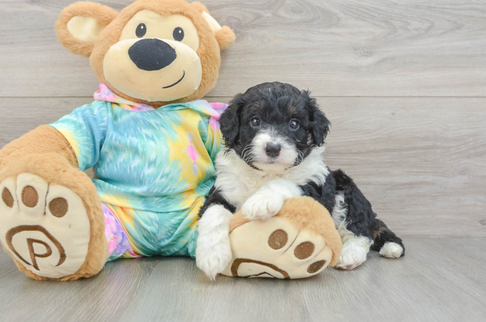 5 week old Mini Aussiedoodle Puppy For Sale - Pilesgrove Pups