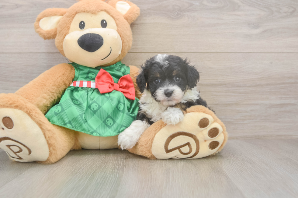 5 week old Mini Aussiedoodle Puppy For Sale - Pilesgrove Pups