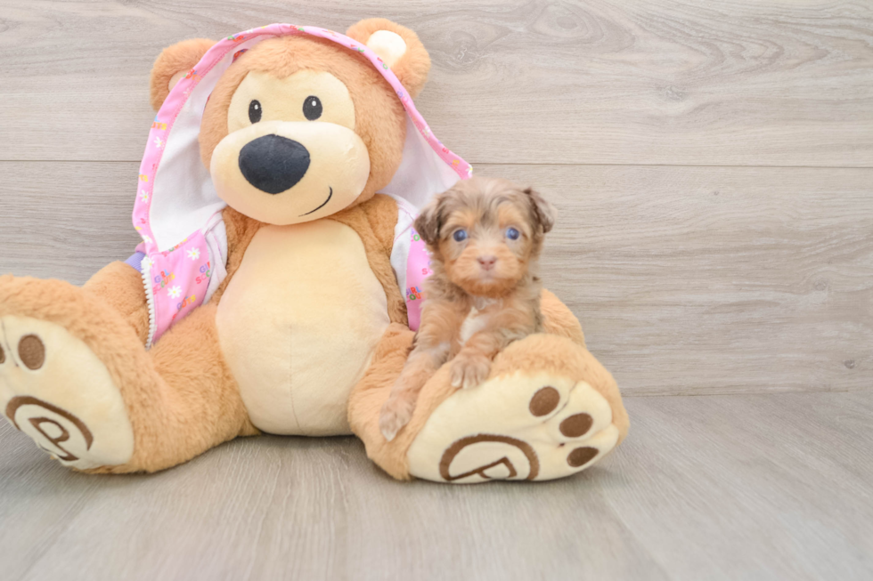 Mini Aussiedoodle Pup Being Cute