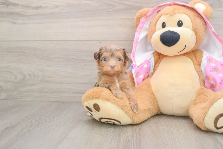 Best Mini Aussiedoodle Baby