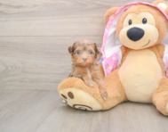 8 week old Mini Aussiedoodle Puppy For Sale - Pilesgrove Pups