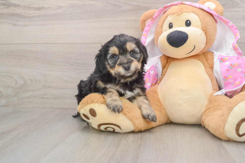 Best Mini Aussiedoodle Baby