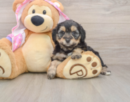 8 week old Mini Aussiedoodle Puppy For Sale - Pilesgrove Pups