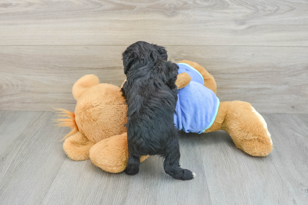 Mini Aussiedoodle Puppy for Adoption