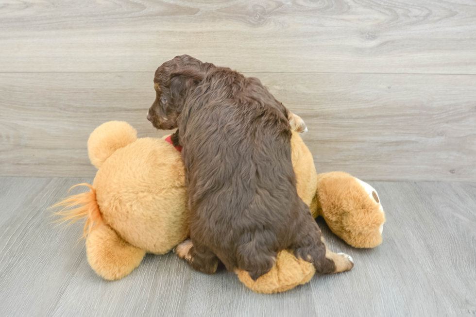 Best Mini Aussiedoodle Baby