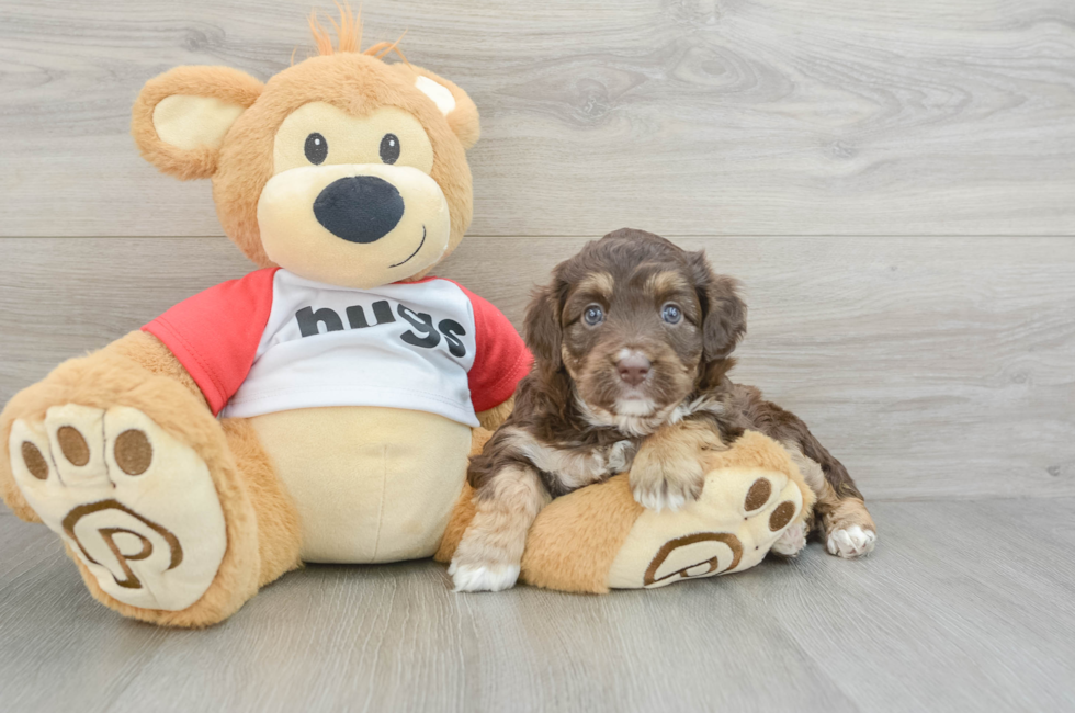 5 week old Mini Aussiedoodle Puppy For Sale - Pilesgrove Pups