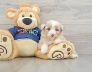 8 week old Mini Aussiedoodle Puppy For Sale - Pilesgrove Pups