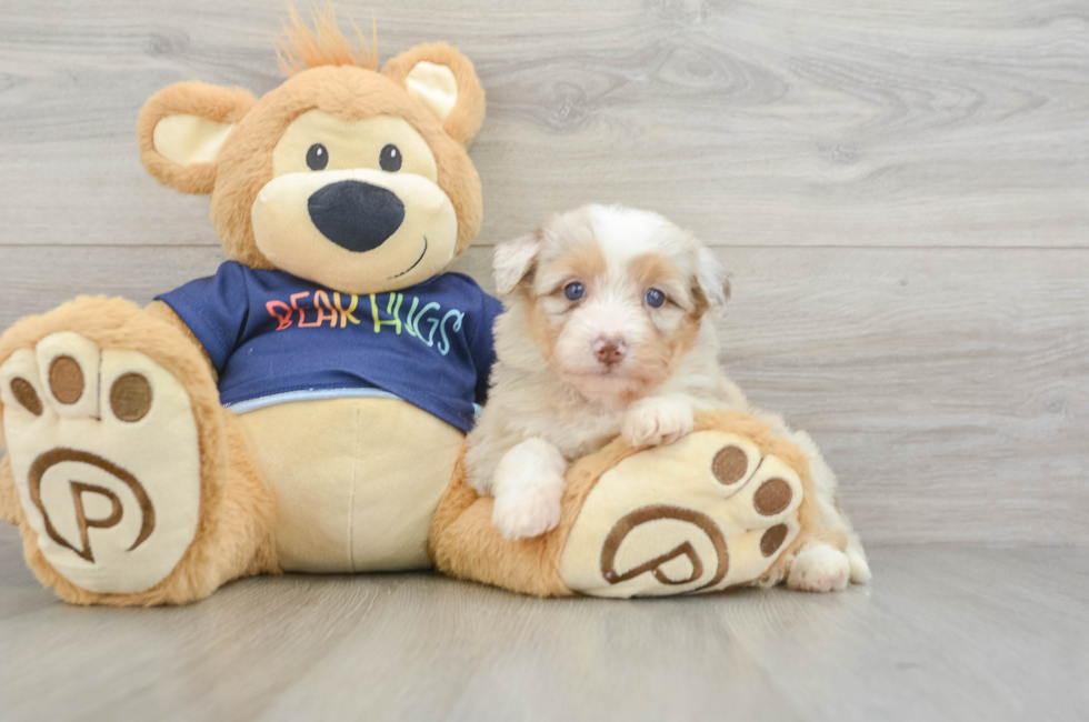 6 week old Mini Aussiedoodle Puppy For Sale - Pilesgrove Pups
