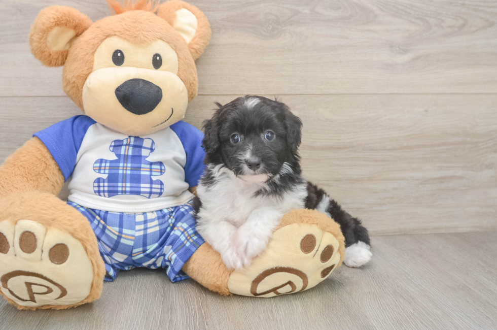 6 week old Mini Aussiedoodle Puppy For Sale - Pilesgrove Pups
