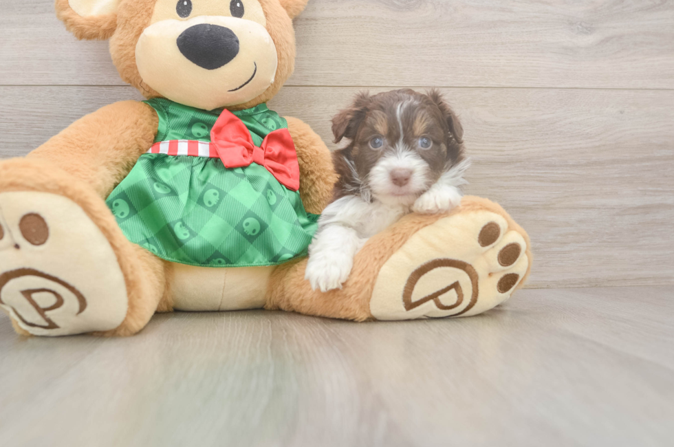 5 week old Mini Aussiedoodle Puppy For Sale - Pilesgrove Pups