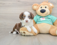 8 week old Mini Aussiedoodle Puppy For Sale - Pilesgrove Pups