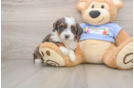 Mini Aussiedoodle Pup Being Cute