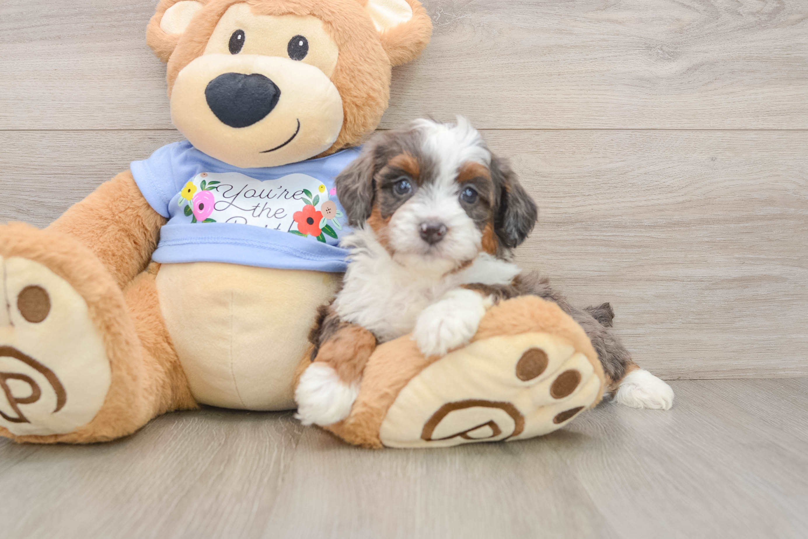 Best Mini Aussiedoodle Baby
