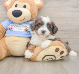 7 week old Mini Aussiedoodle Puppy For Sale - Pilesgrove Pups