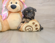 8 week old Mini Aussiedoodle Puppy For Sale - Pilesgrove Pups