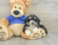 6 week old Mini Aussiedoodle Puppy For Sale - Pilesgrove Pups