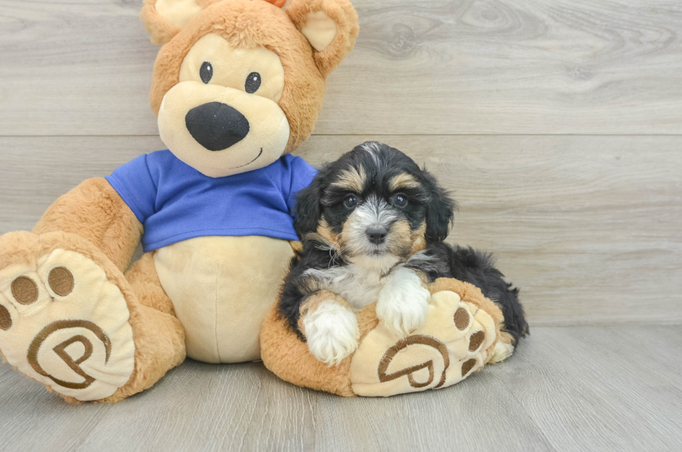 6 week old Mini Aussiedoodle Puppy For Sale - Pilesgrove Pups