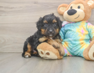 8 week old Mini Aussiedoodle Puppy For Sale - Pilesgrove Pups
