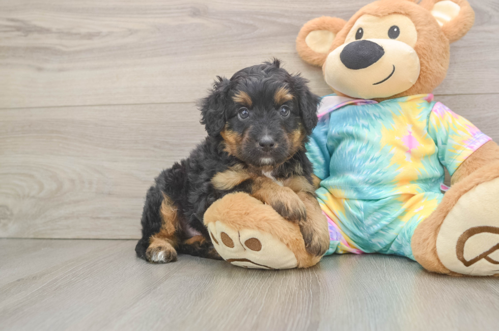 5 week old Mini Aussiedoodle Puppy For Sale - Pilesgrove Pups