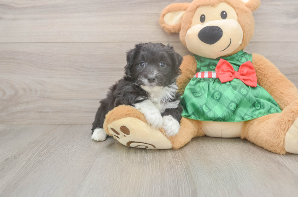 5 week old Mini Aussiedoodle Puppy For Sale - Pilesgrove Pups