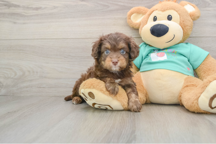 Energetic Aussie Poo Poodle Mix Puppy