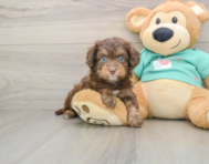 8 week old Mini Aussiedoodle Puppy For Sale - Pilesgrove Pups