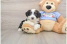 Friendly Mini Aussiedoodle Baby