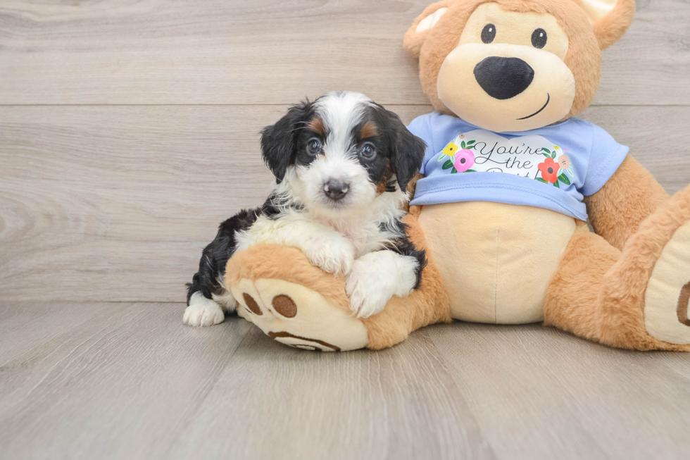 Friendly Mini Aussiedoodle Baby
