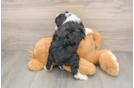 Mini Aussiedoodle Puppy for Adoption