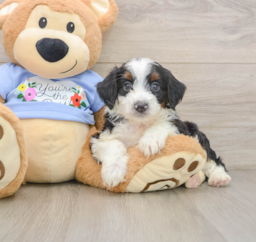 7 week old Mini Aussiedoodle Puppy For Sale - Pilesgrove Pups