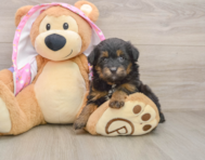 8 week old Mini Aussiedoodle Puppy For Sale - Pilesgrove Pups