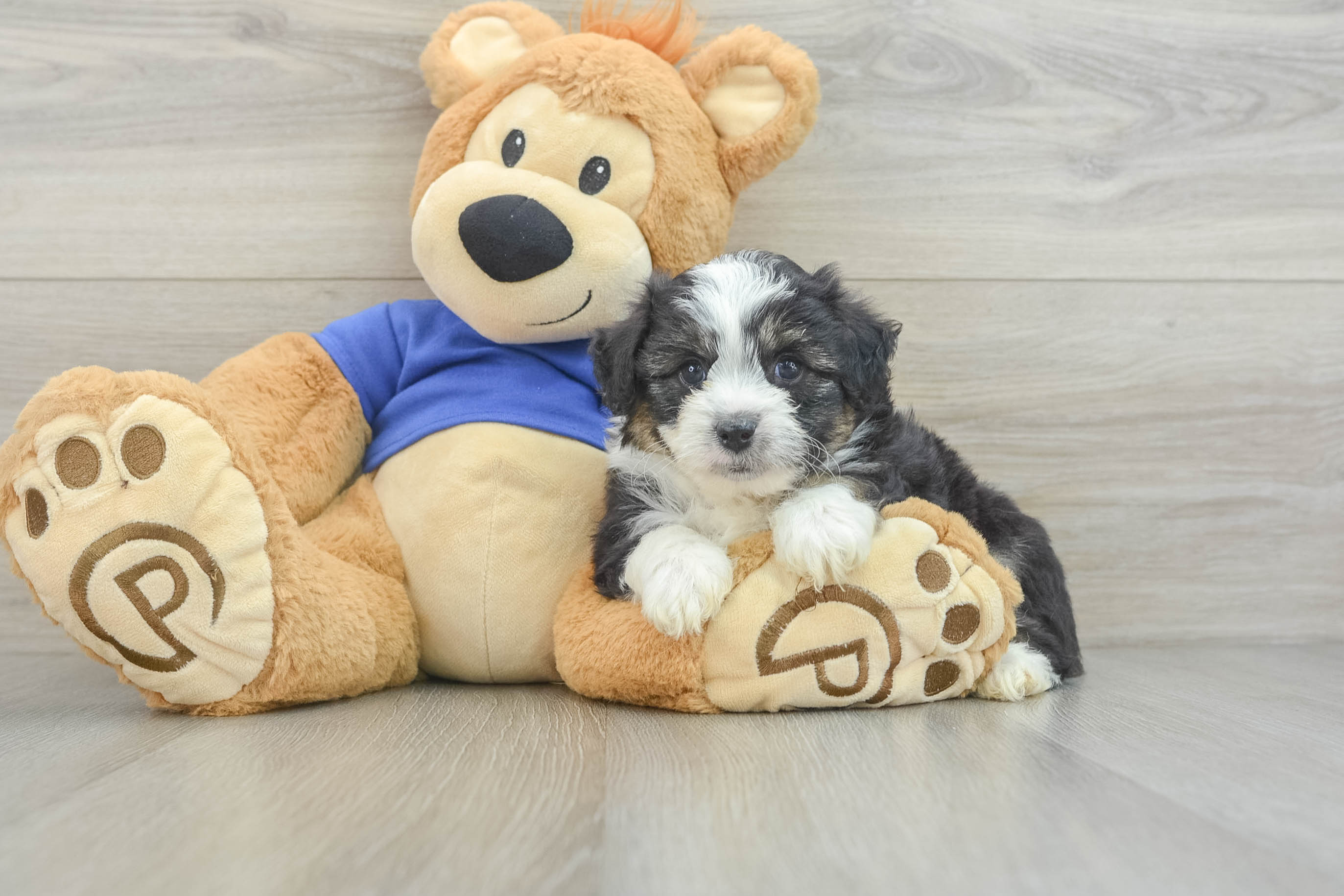 Little Mini Aussiepoo Poodle Mix Puppy