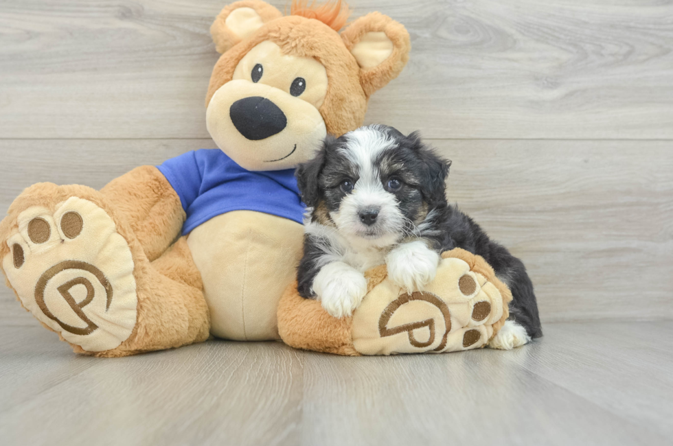 6 week old Mini Aussiedoodle Puppy For Sale - Pilesgrove Pups