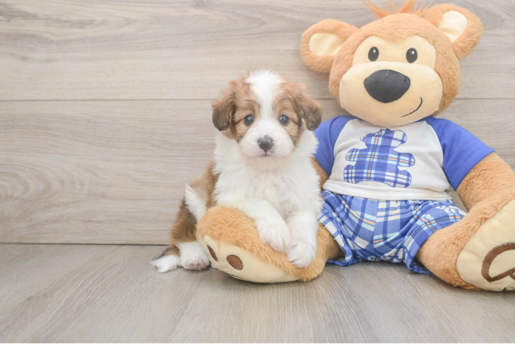 Mini Aussiedoodle Pup Being Cute