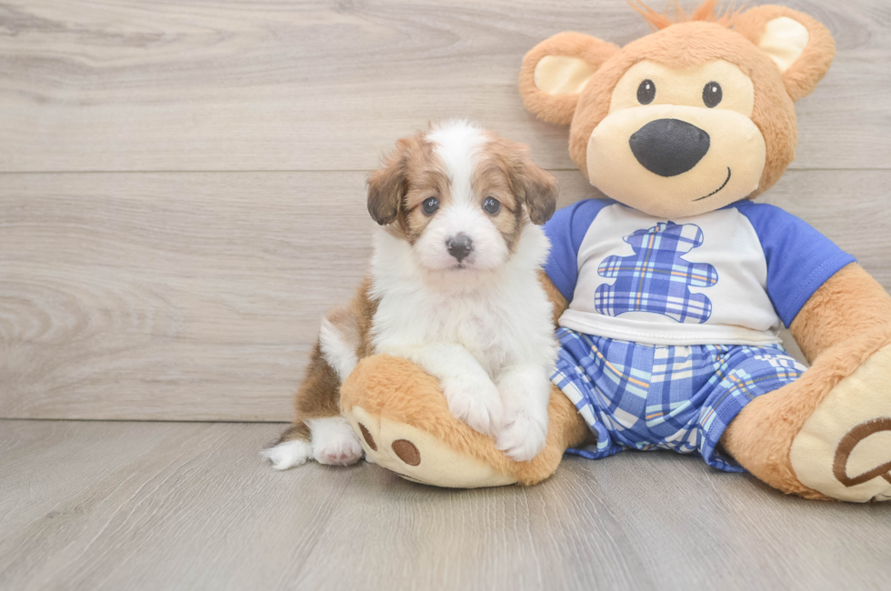 5 week old Mini Aussiedoodle Puppy For Sale - Pilesgrove Pups