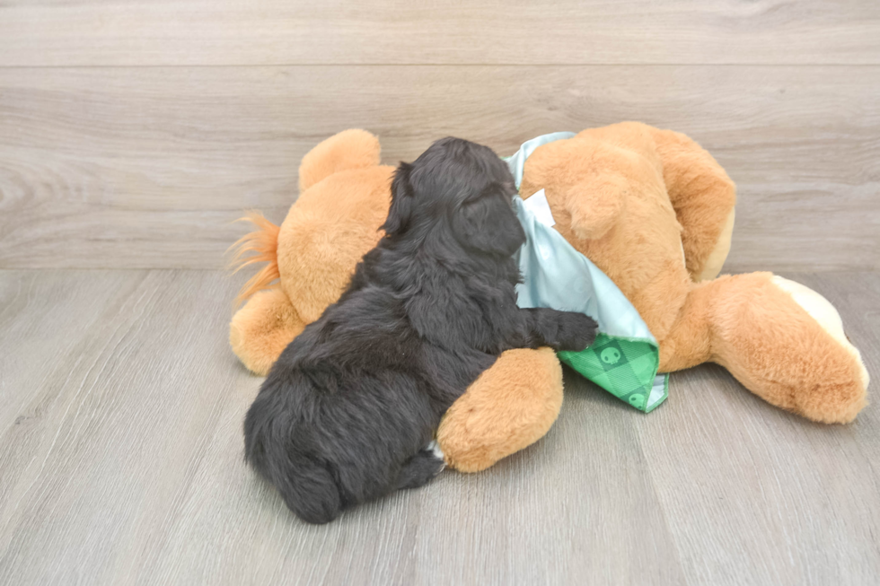 Adorable Mini Australian Shepherd X Poodle Mix Poodle Mix Puppy