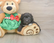 8 week old Mini Aussiedoodle Puppy For Sale - Pilesgrove Pups